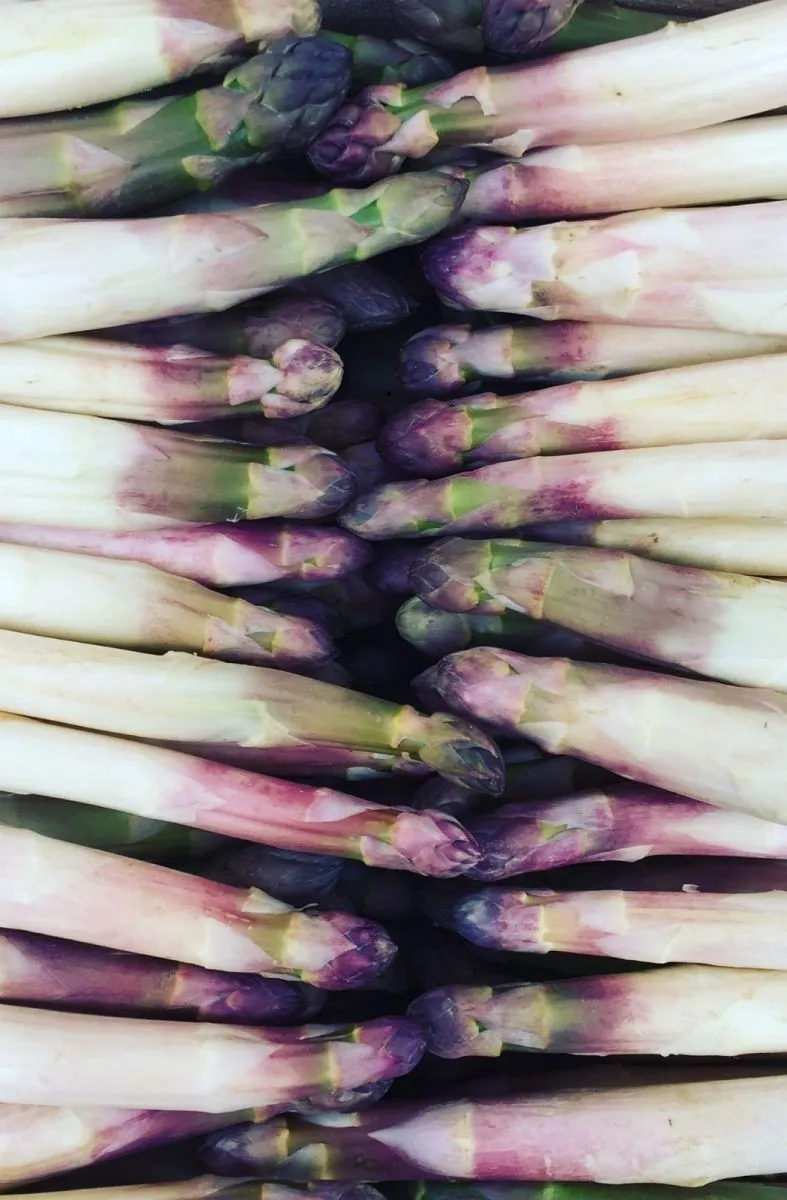 White asparagus from the sandy moors