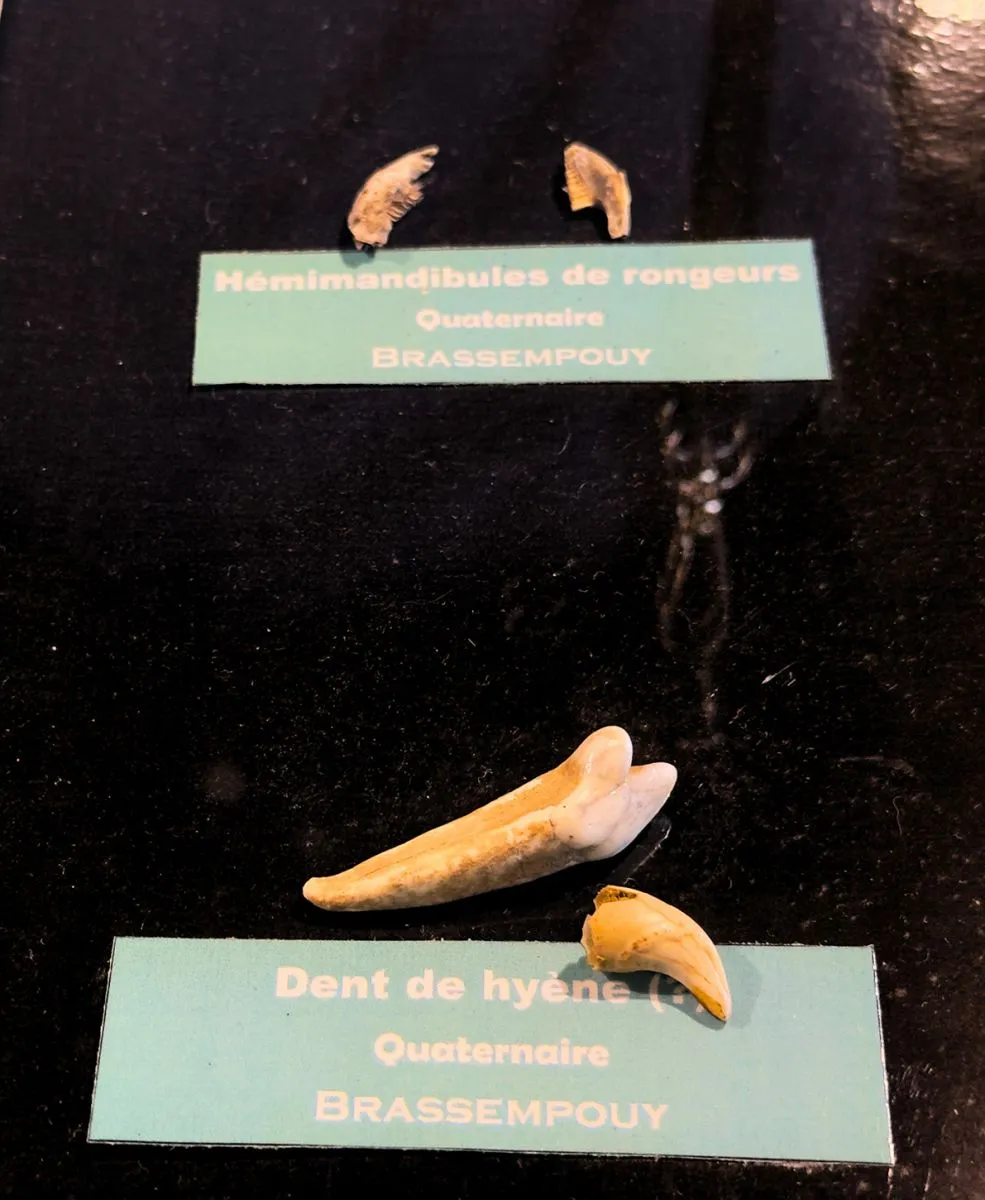 hyena tooth brassempouy