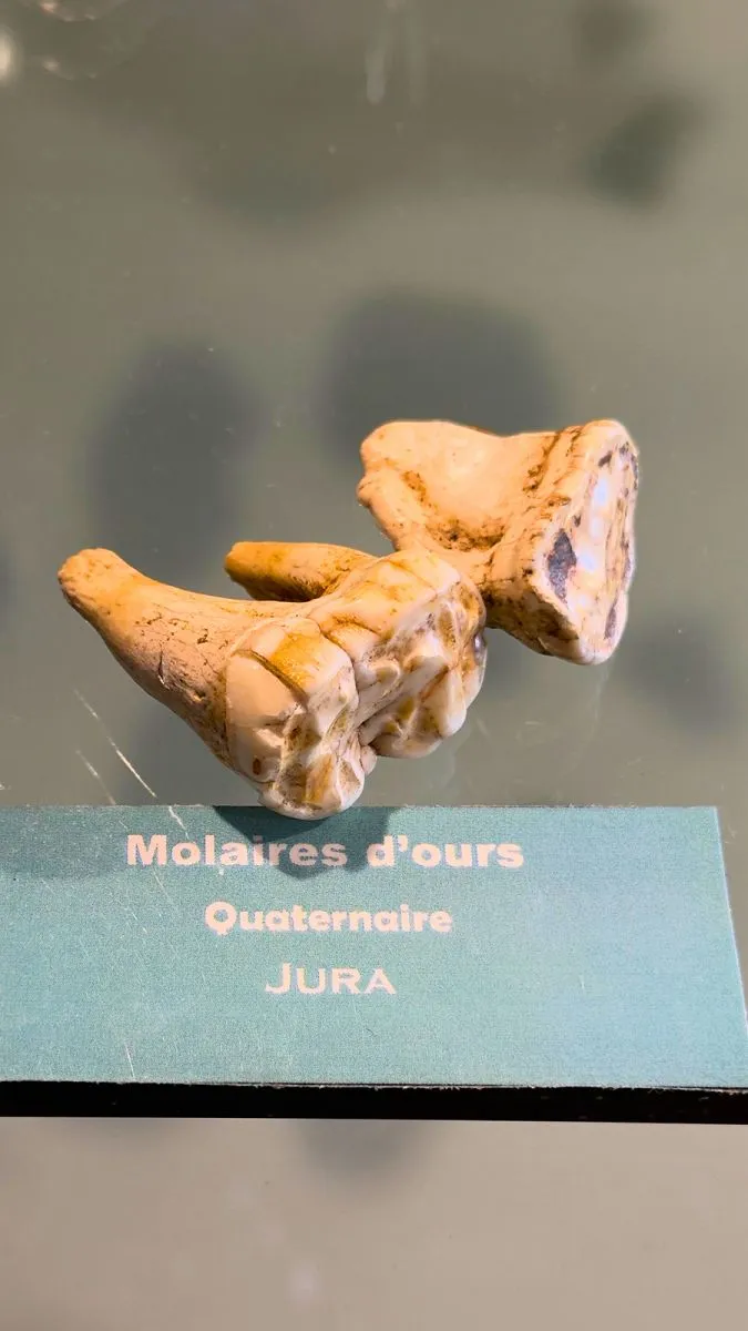 Bear molars