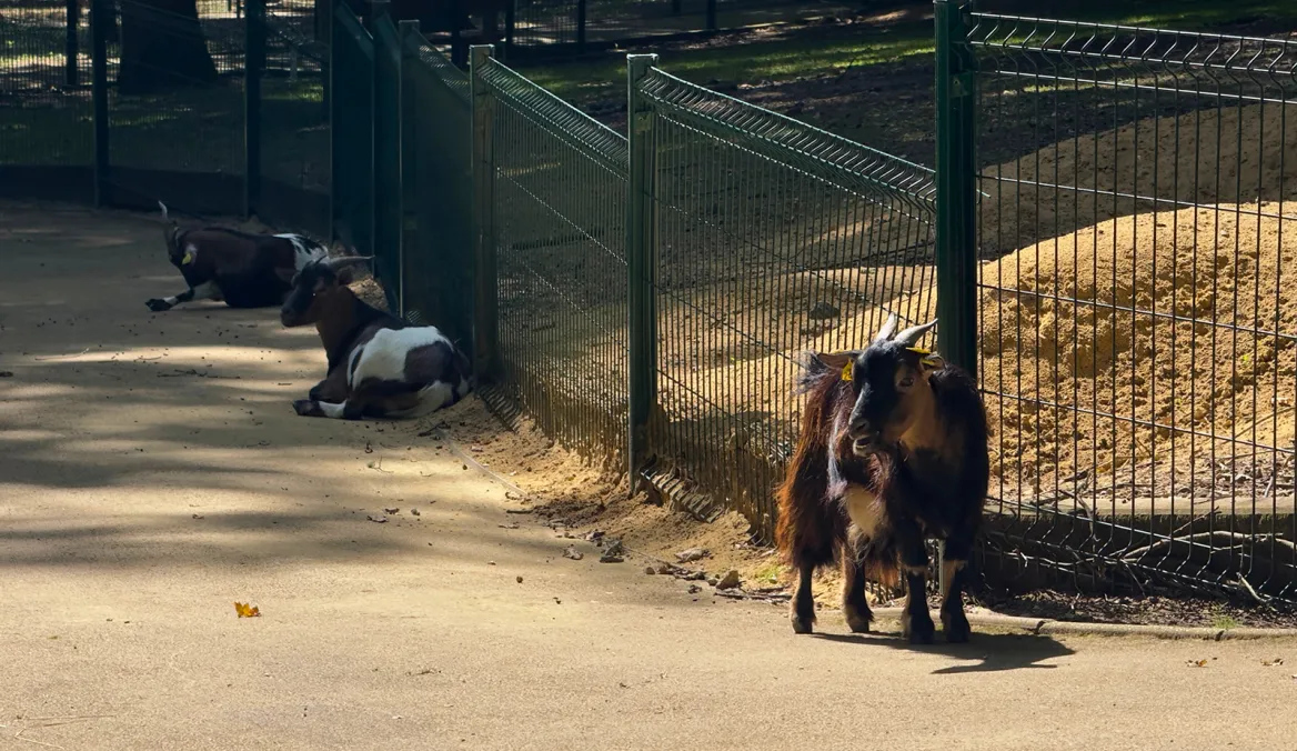 Parc animalier de Nahuques chèvres