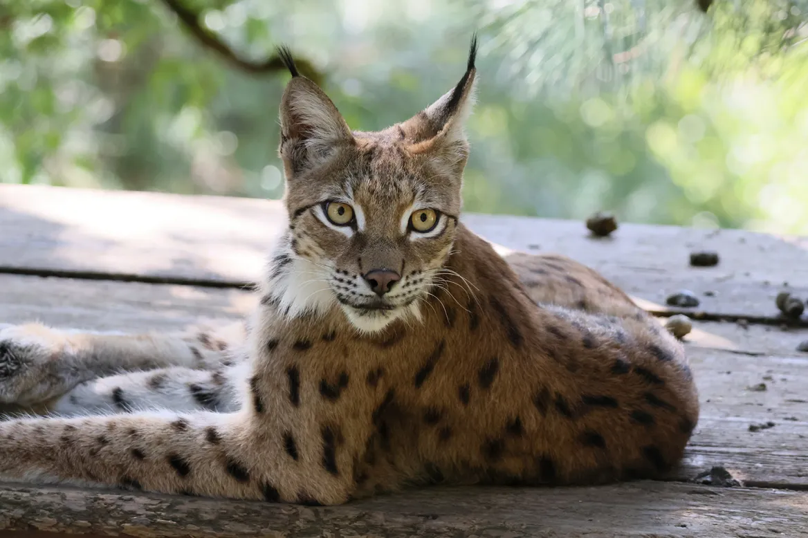 Lynx