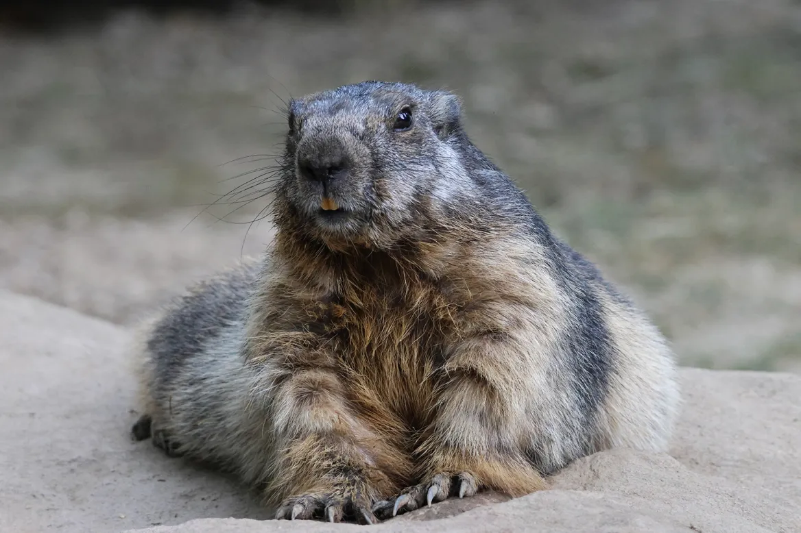 Marmot