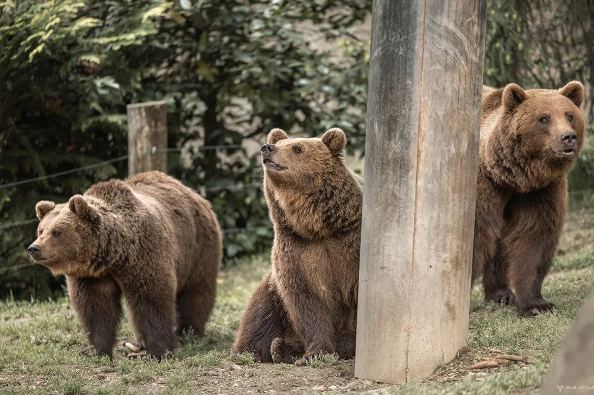 Bear