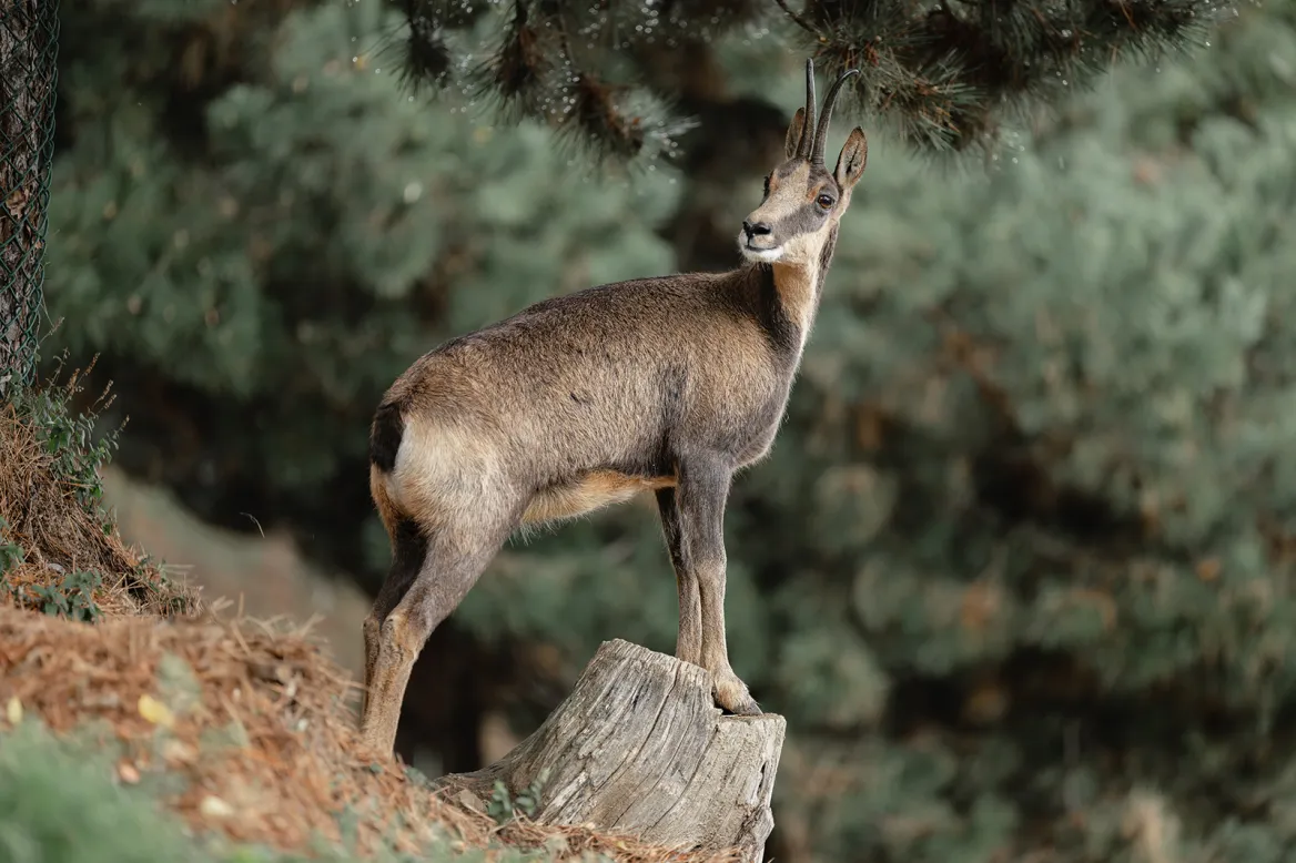 Isard