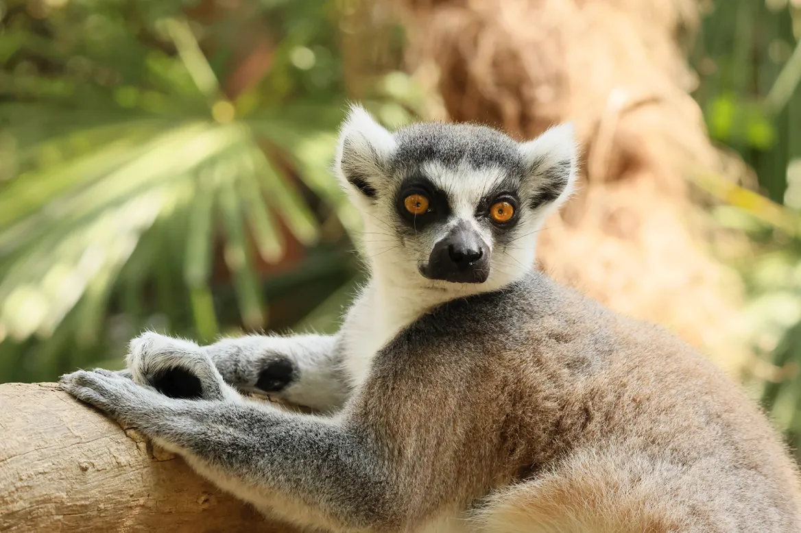 Lemurs
