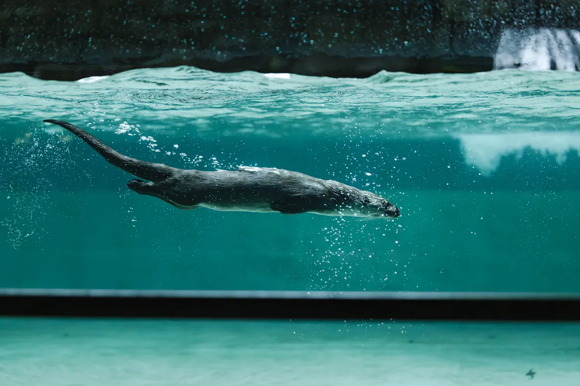European otter