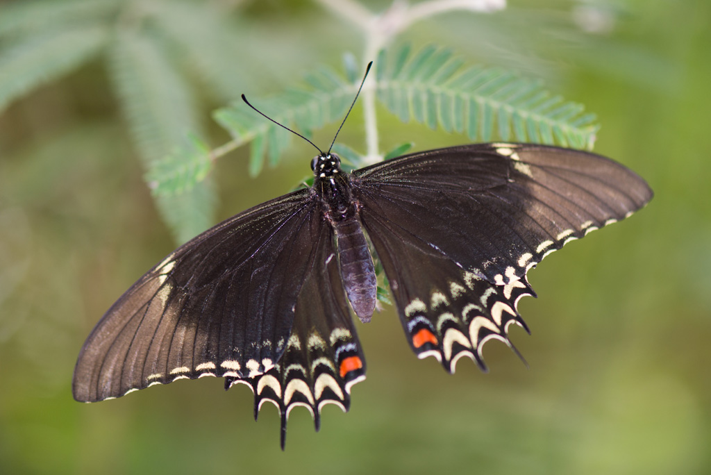 In butterfly paradise