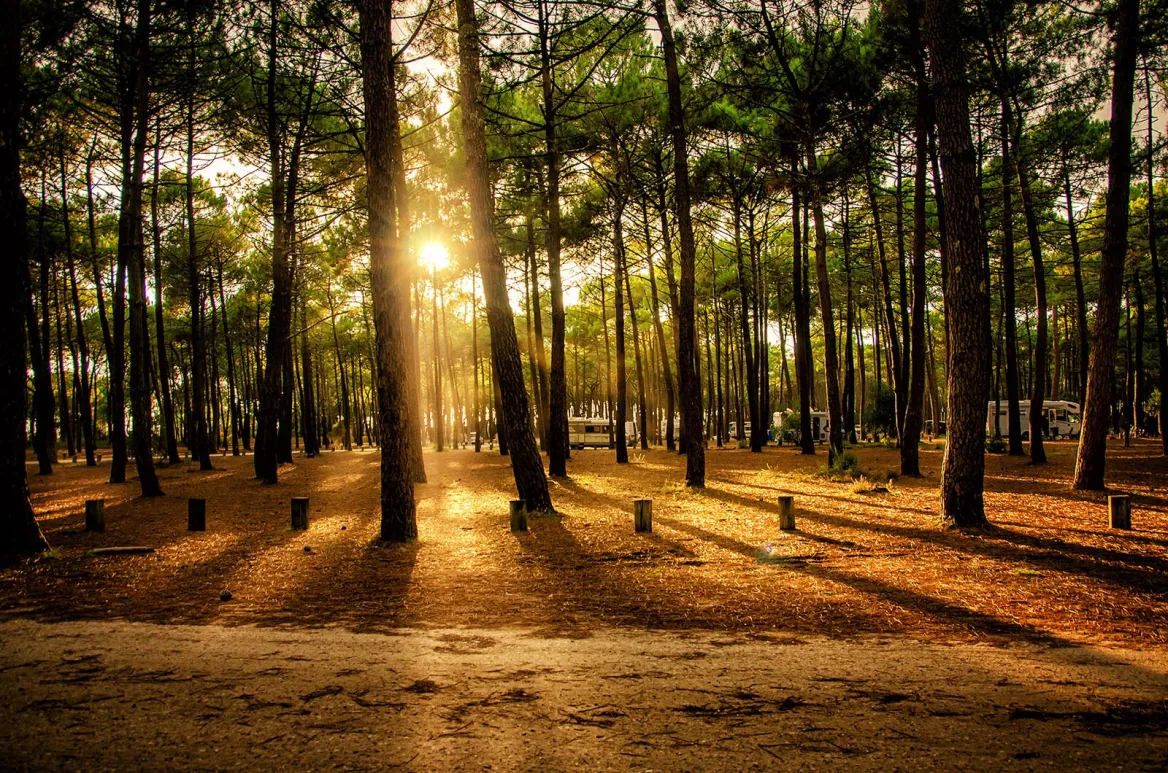 Forêt des Landes