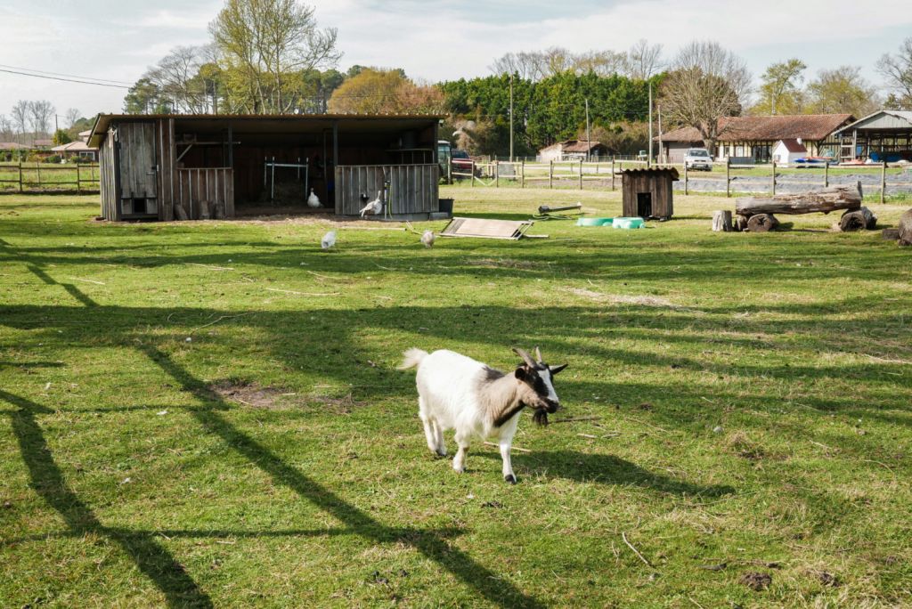 Souston