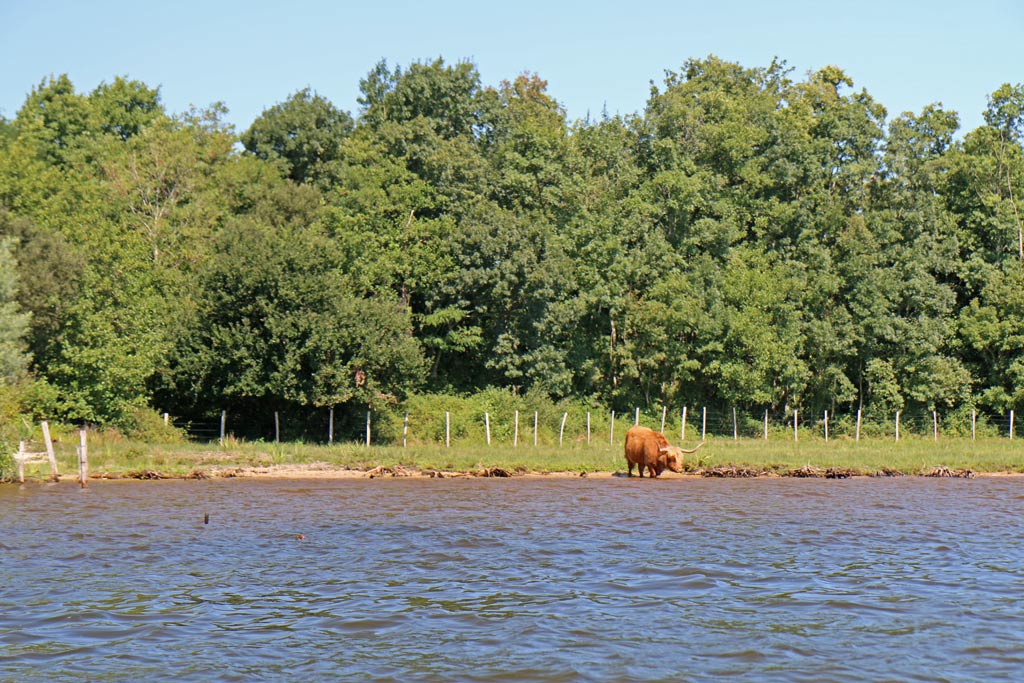 boeuf au bord du lac