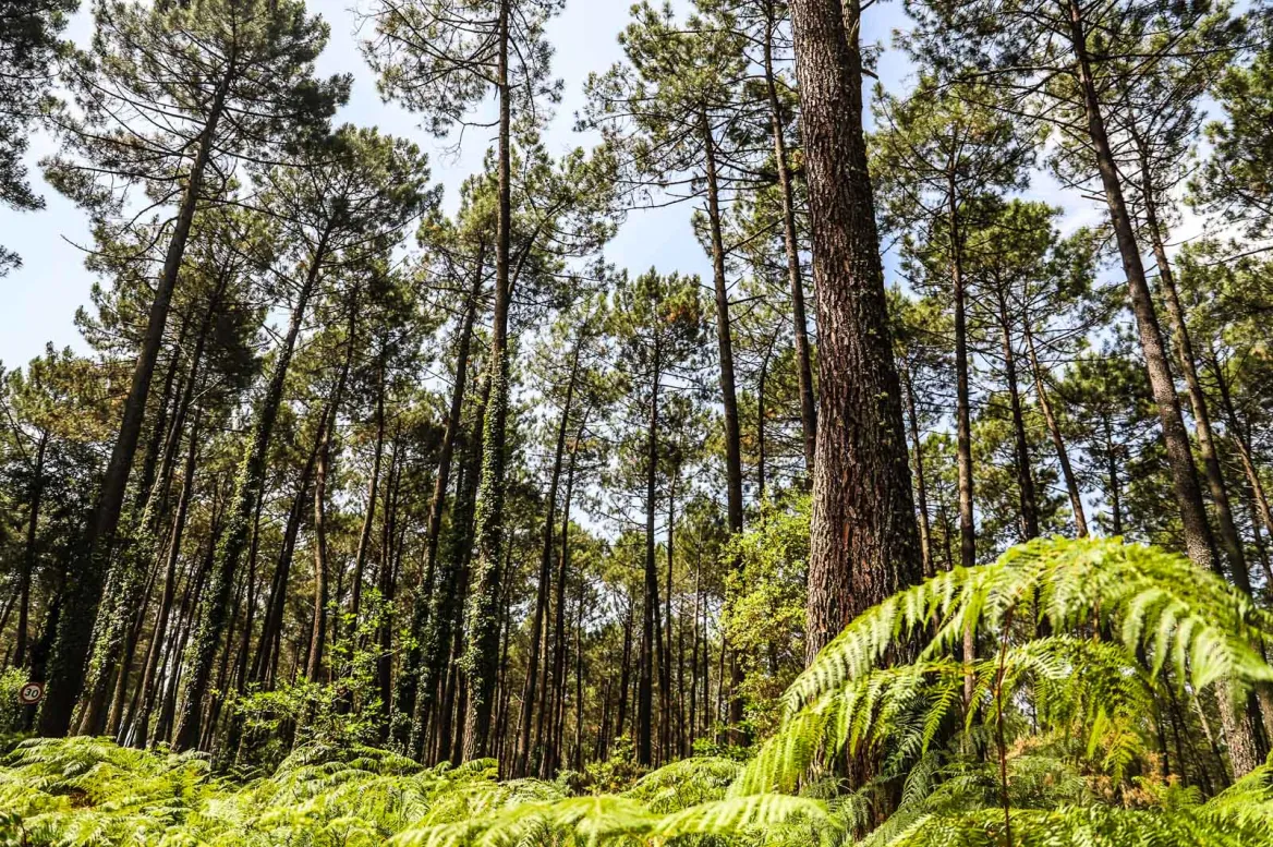Landes forest