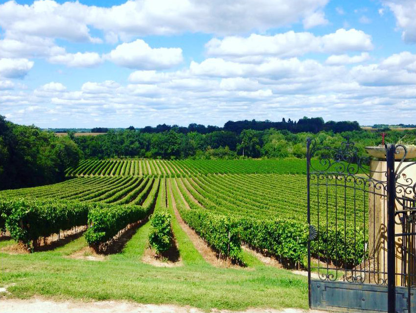 Landes vines