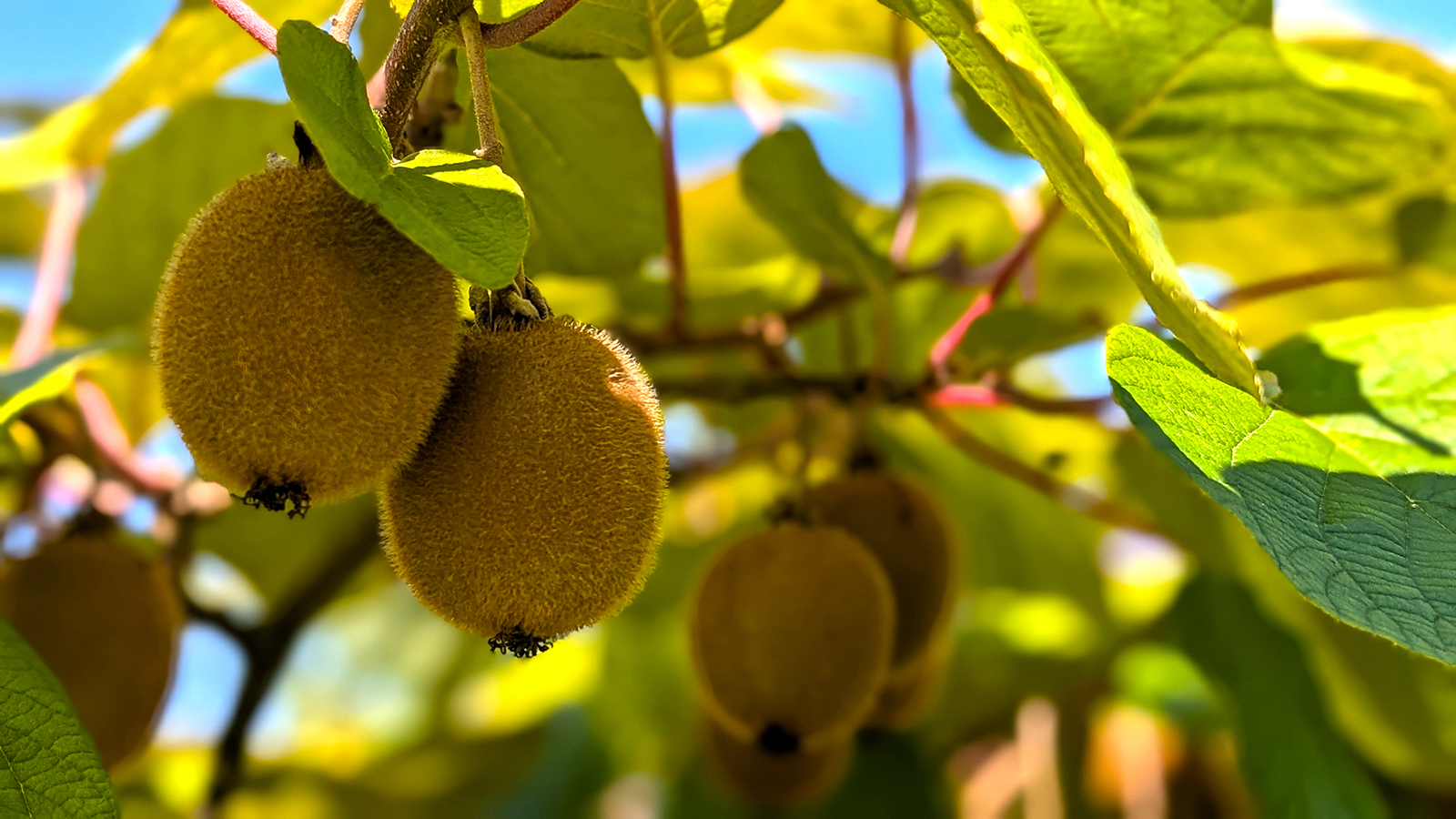 Adour Kiwi