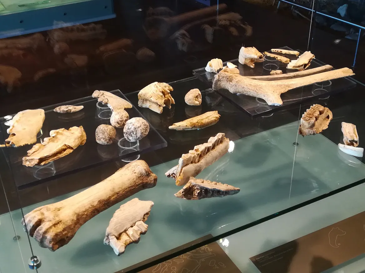 PréhistoSite de Brassempouy