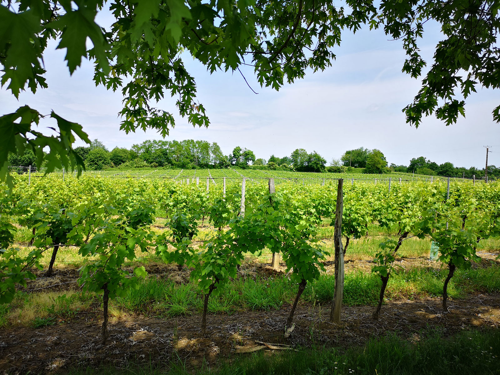 Landes vines