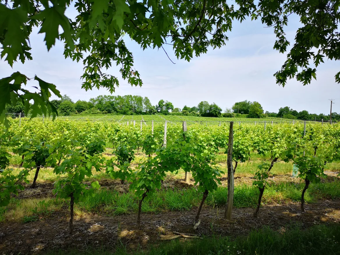Landes vines