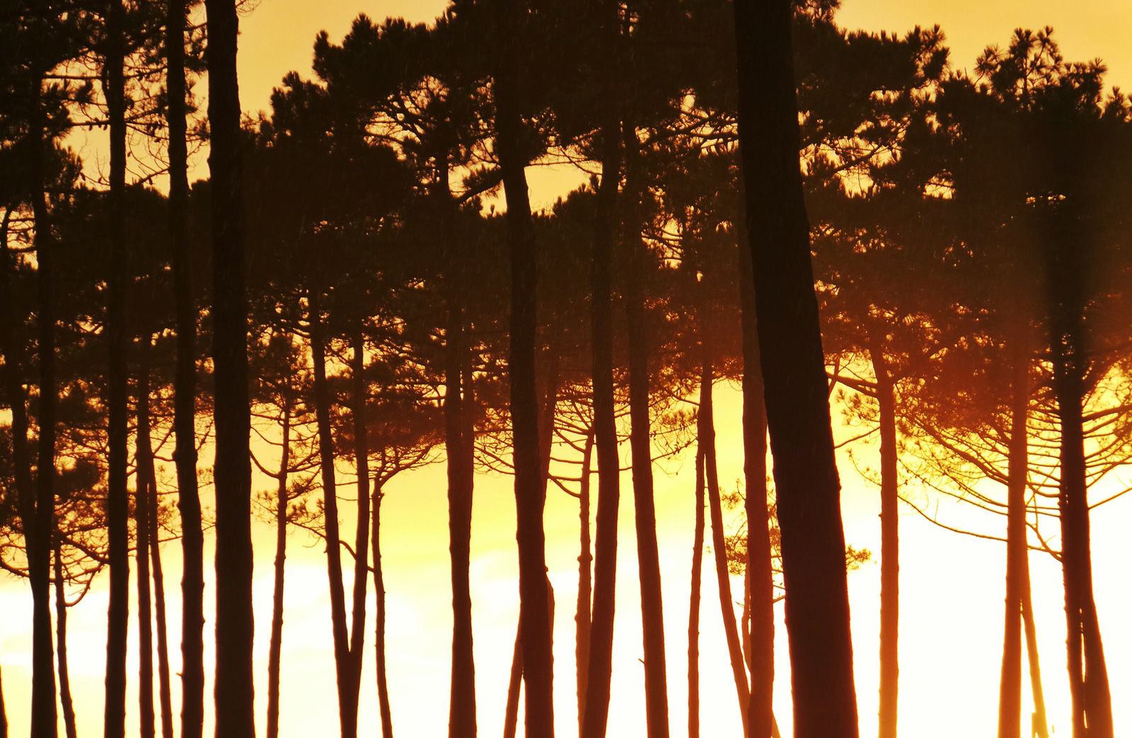 The Landes forest