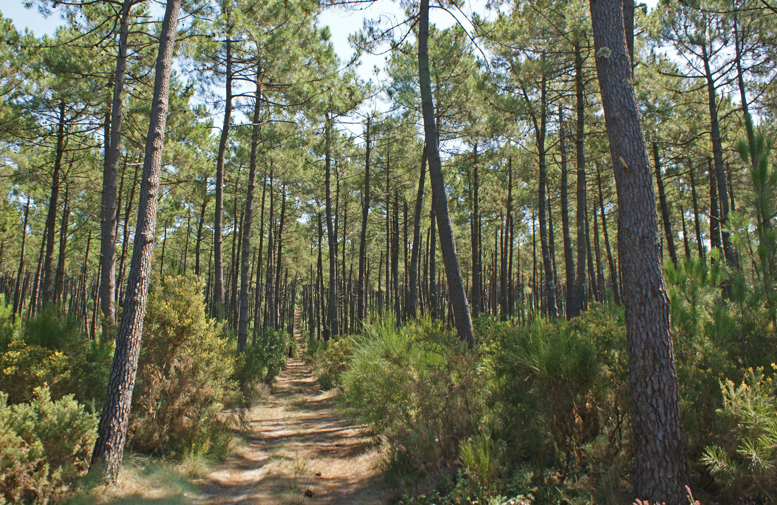 Les Landes Tourisme Vacances Dans Les Landes Visiter Les Landes Les Landes Tourisme Vacances Dans Les Landes Visiter Les Landes