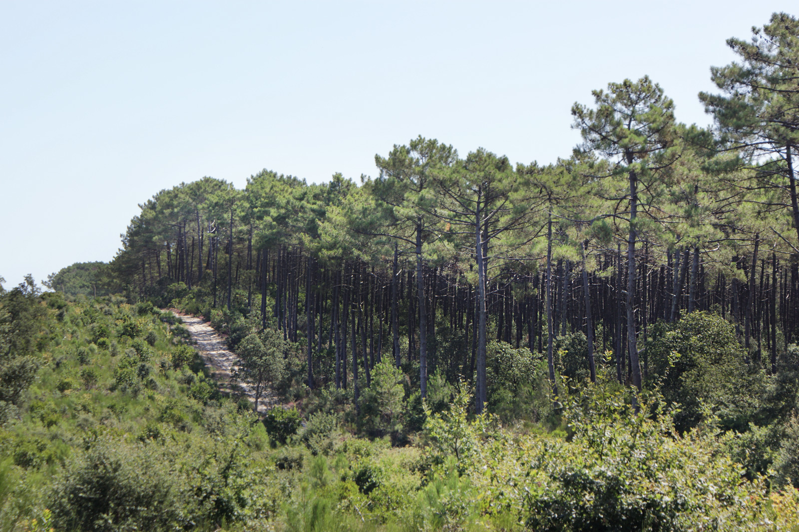 Foret des landes