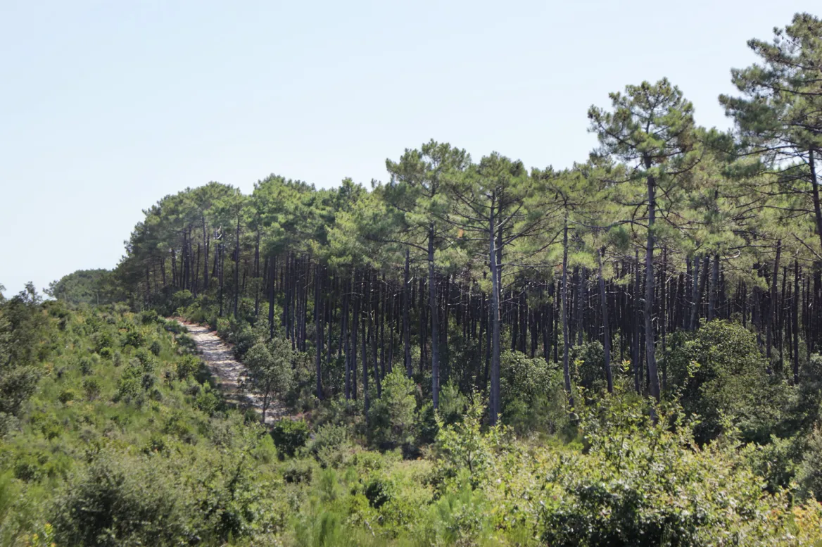 Foret des landes